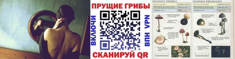 Галлюциногенные грибы мухоморы  ОМГ ОМГ ONION  Прохладный  купить  цена 